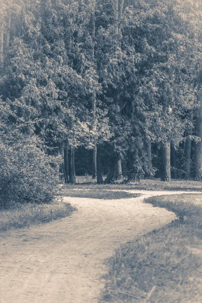 Vieille photo vintage. Le parc forestier laisse des arbres routiers — Photo