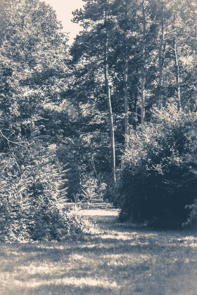 Vieille photo vintage. Le parc forestier laisse des arbres routiers — Photo