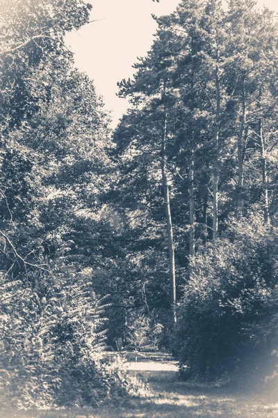Eski vintage fotoğraf. Forest park yol ağaçların yaprakları — Stok fotoğraf