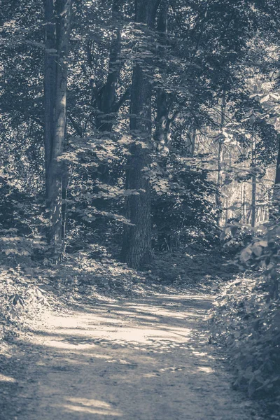 Foto antigua de época. Parque forestal deja árboles de carretera — Foto de Stock