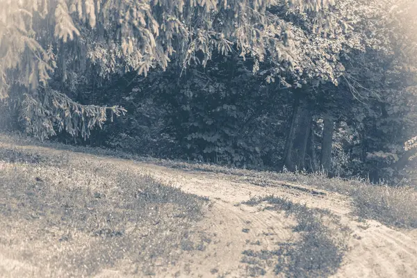 Vieille photo vintage. Le parc forestier laisse des arbres routiers — Photo