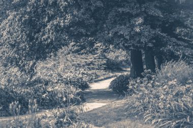 Eski vintage fotoğraf. Forest park yol ağaçların yaprakları