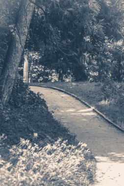 Eski vintage fotoğraf. Forest park yol ağaçların yaprakları