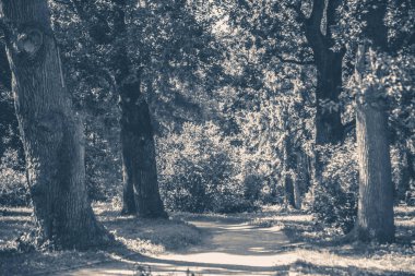 Eski vintage fotoğraf. Forest park yol ağaçların yaprakları