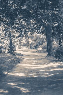 Eski vintage fotoğraf. Forest park yol ağaçların yaprakları