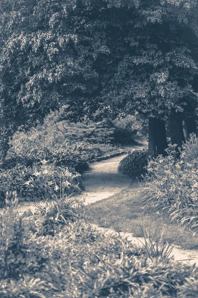 오래 된 빈티지 사진입니다. 삼림 공원도로 나무 잎 — 스톡 사진