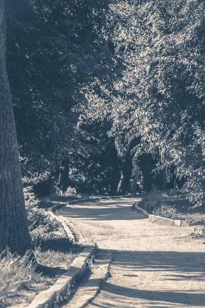 Foto antigua de época. Parque forestal deja árboles de carretera — Foto de Stock