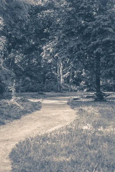 Eski vintage fotoğraf. Forest park yol ağaçların yaprakları — Stok fotoğraf