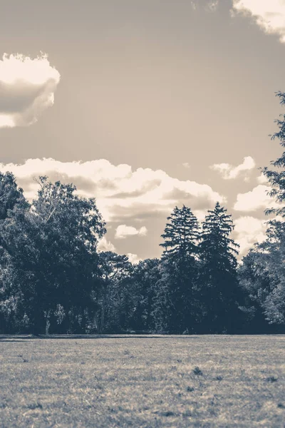 stock image Old vintage photo. Field trees sky clouds summer nature.