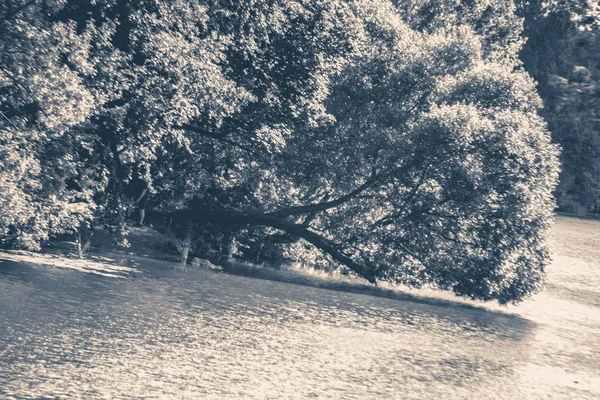 Foto antigua de época. Desbroce caducifolio de rama de árbol — Foto de Stock