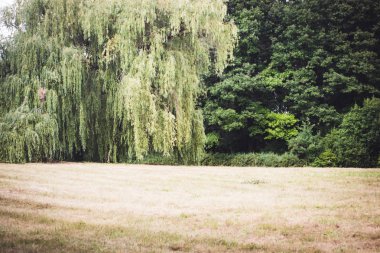 Yer alan çayır ağaçlar çam ağaçlar gökyüzü bulutlar kopyalama