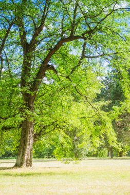 Yer alan çayır ağaçlar çam ağaçlar gökyüzü bulutlar kopyalama