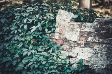 Eski üzerinde büyüyen Ivy ile tuğla duvar yıkıldı