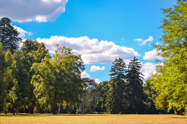 밝은 분야 풀밭 나무 소나무 나무 하늘 구름 복사 공간 — 스톡 사진