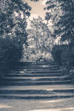 Eski vintage fotoğraf. Park orman adımları