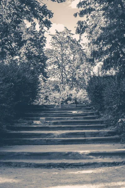 Eski vintage fotoğraf. Park orman adımları