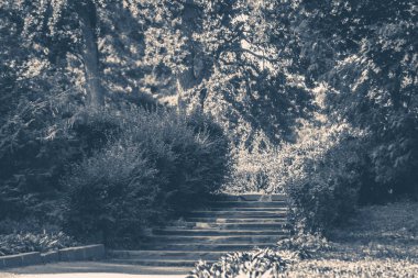 Eski vintage fotoğraf. Park çalılar orman adımları