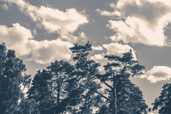 오래 된 빈티지 사진입니다. 하늘 구름 나무 최고의 여름 — 스톡 사진