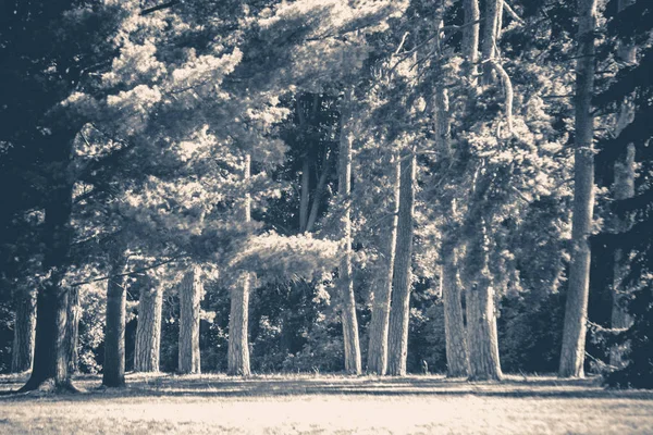 Eski vintage fotoğraf. Park orman ağaçların gövdeleri glade — Stok fotoğraf