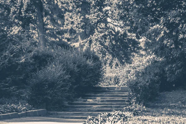 Eski vintage fotoğraf. Park çalılar orman adımları