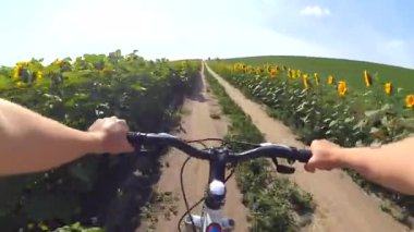 Ayçiçeği tarlası bir toprak yolda Bisiklete binmek bir adam