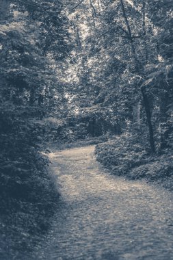 Eski vintage fotoğraf. Yaz aylarında yaprak döken orman park yolundaki