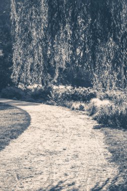 Eski vintage fotoğraf. Yaz aylarında yaprak döken orman park yolundaki