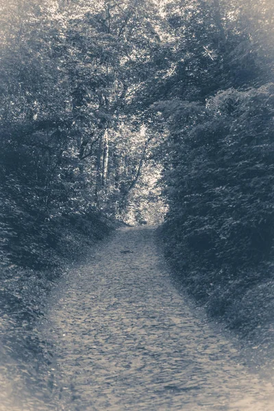 Eski vintage fotoğraf. Yaz aylarında yaprak döken orman park yolundaki — Stok fotoğraf