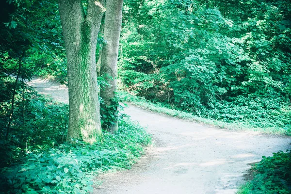 Bahar orman Park Road