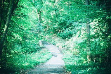 Bahar orman Park Road