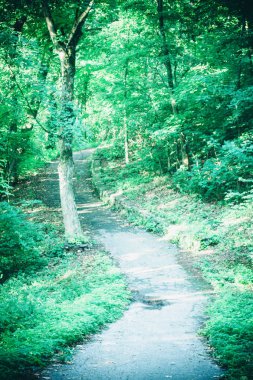 Bahar orman Park Road