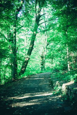 Bahar orman Park Road