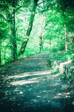 Bahar orman Park Road