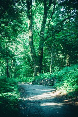 Bahar orman Park Road