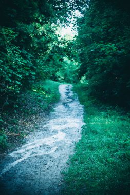 Bahar orman Park Road