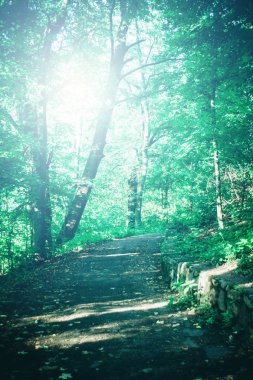 Forest park için yapılan bahar beyaz bir vurgu ile yolda