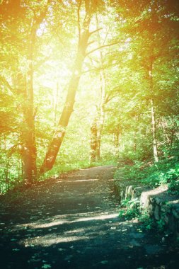 Forest park için bahar ile bir sarı vurgu yapılan yol