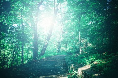 Forest park için yapılan bahar beyaz bir vurgu ile yolda