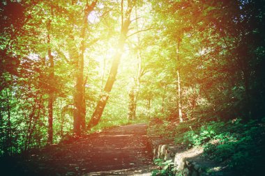 Forest park için bahar ile bir sarı vurgu yapılan yol