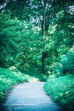 Bahar orman Park Road