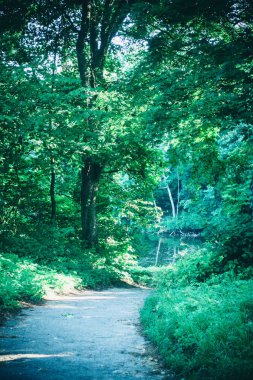 Bahar orman Park Road