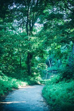Bahar orman Park Road
