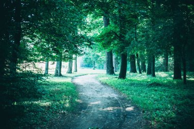 Bahar orman Park Road