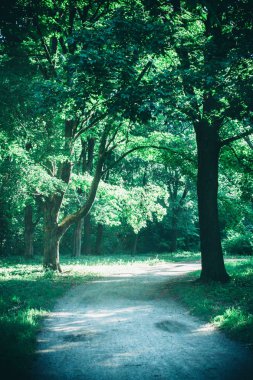 Bahar orman Park Road