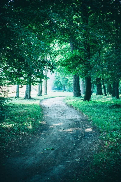 Camino en el parque forestal en la primavera — Foto de Stock