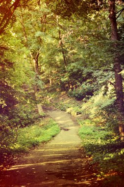 Ormana giden yol