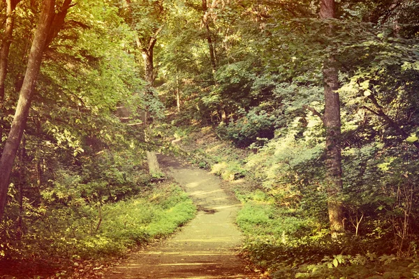 Camino al bosque — Foto de Stock