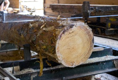 Bıçkıhane. bıçkıhane makinesindeki makine kayıtları ağaç gövdesini testereyle keser