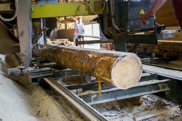 Bıçkıhane. bıçkıhane makinesindeki makine kayıtları ağaç gövdesini testereyle keser