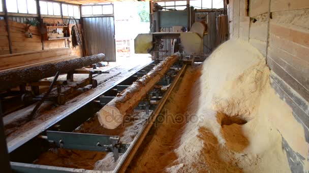 Sågverk. Bearbetning av stockar i sågverksmaskiner sågar trädstammen — Stockvideo